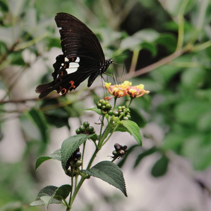 Butterfly at Datanla Falls. Image (c) 2014 Stacy Libokmeto
